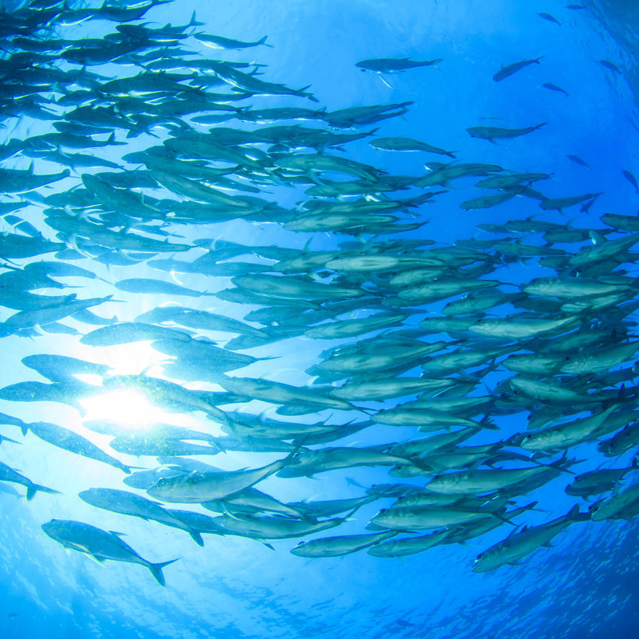 Fischschwarm Web