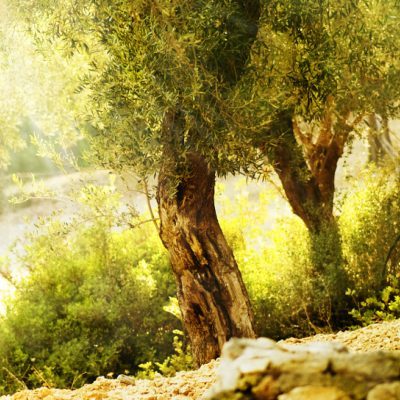 Oilive Trees Olive Oil Norsan Omega 3 oilive trees olive oil norsan omega-3